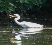 2016 06 11 WildLife MPLS 177